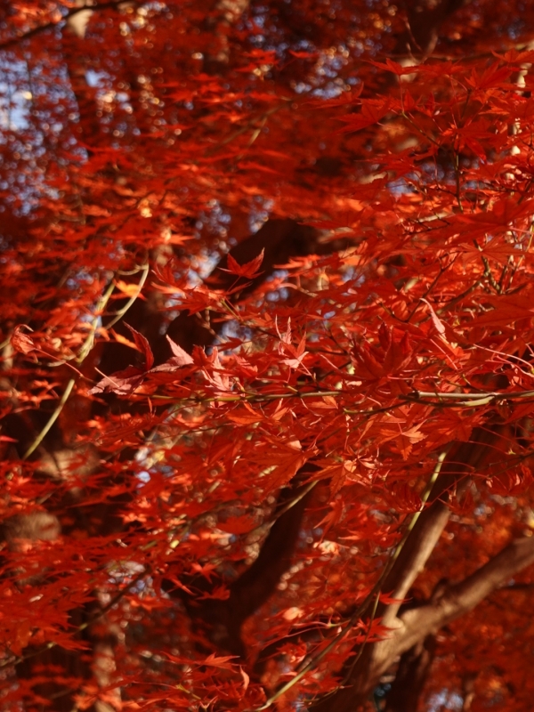 MASH(マッシュ) 紅葉がきれい。