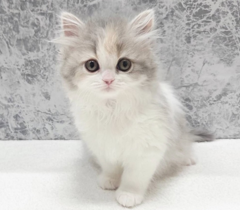 KENTO (ケント) 理想