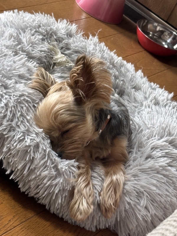 PIKA(ピカ) 居心地の良い存在