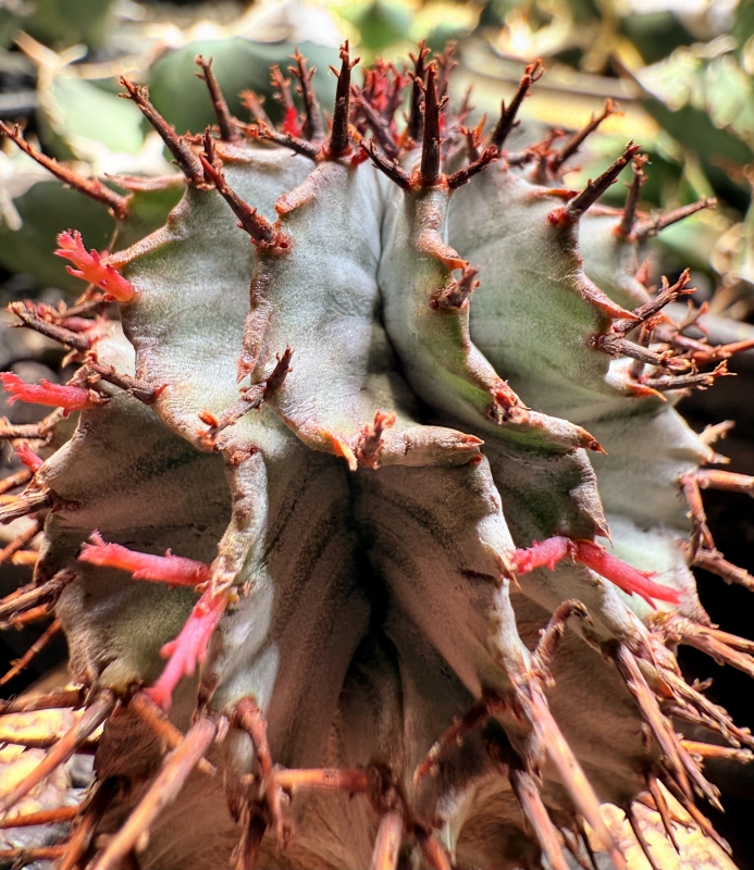 AKITO（ｱｷﾄ） 出会いの“芽”に、ありがとう！