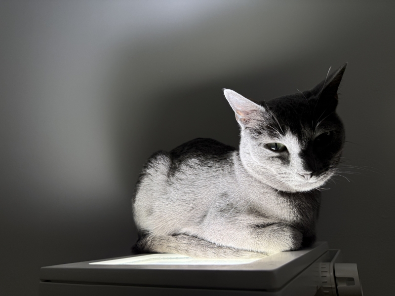 ARASHI(アラシ) ハッピーエロウィン👻