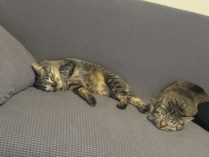 HYO(ﾋｮｳ) おはようございます🐱