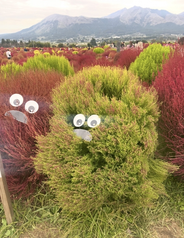 KAGUYA(ｶｸﾞﾔ) 🌳自然界隈🌳