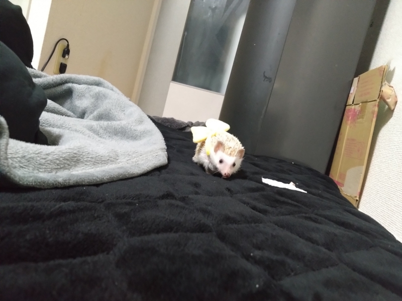 HASUMI(ハスミ) ふわふわ