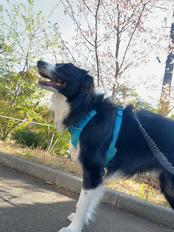 ATSUMU（ｱﾂﾑ） 笑顔の魔法