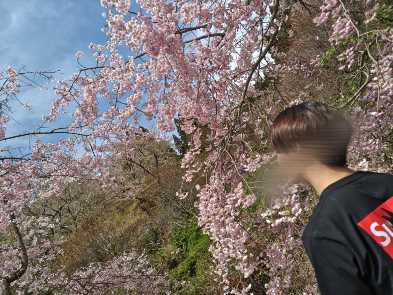 RYUKA(ﾘｭｶ) 枝垂れ桜