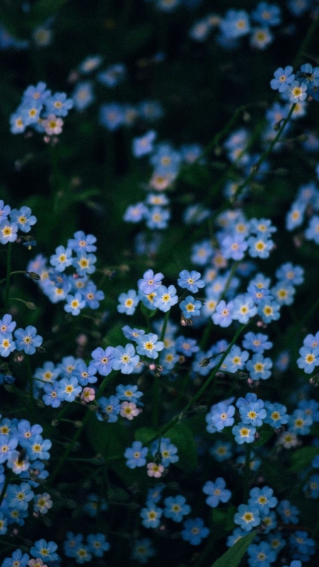 JOJO(ｼﾞｮｼﾞｮ) 宿題