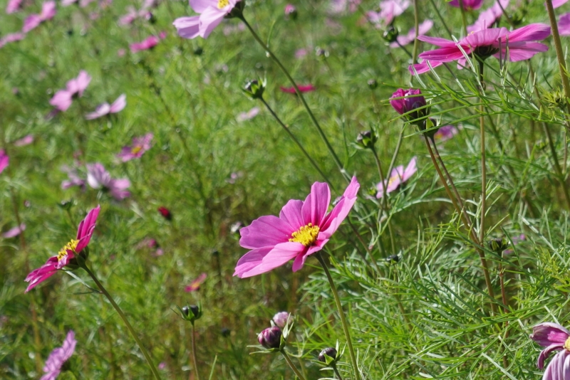MASH(マッシュ) 秋桜を撮ってきた📷
