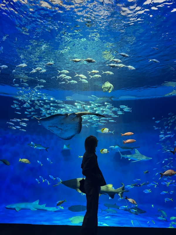 HYO(ﾋｮｳ) 𝕒𝕢𝕦𝕒𝕣𝕚𝕦𝕞𓆛𓆜𓆝𓆞𓆟