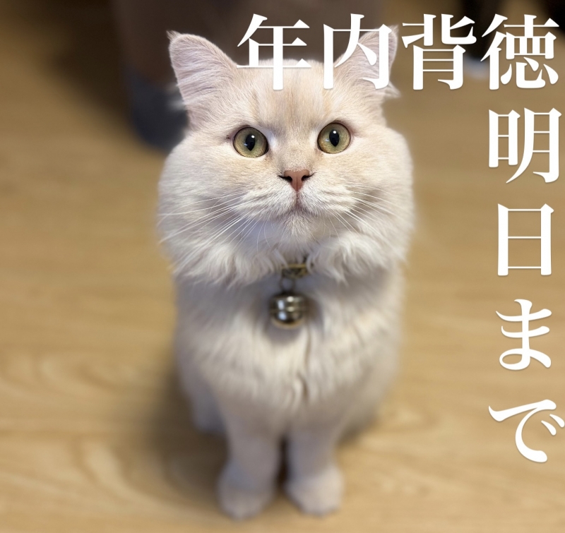 BOSS(ﾎﾞｽ) (^ට ‧̫ ට^)੭