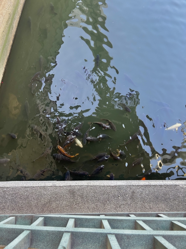 KONOSUKE(コウノスケ) こっち鯉