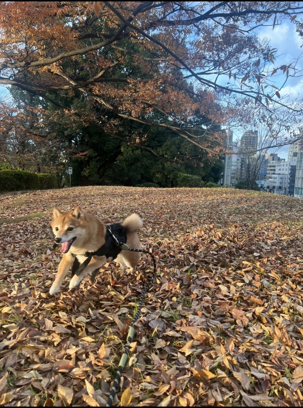 CHATARO(チャタロウ) いいですよねー