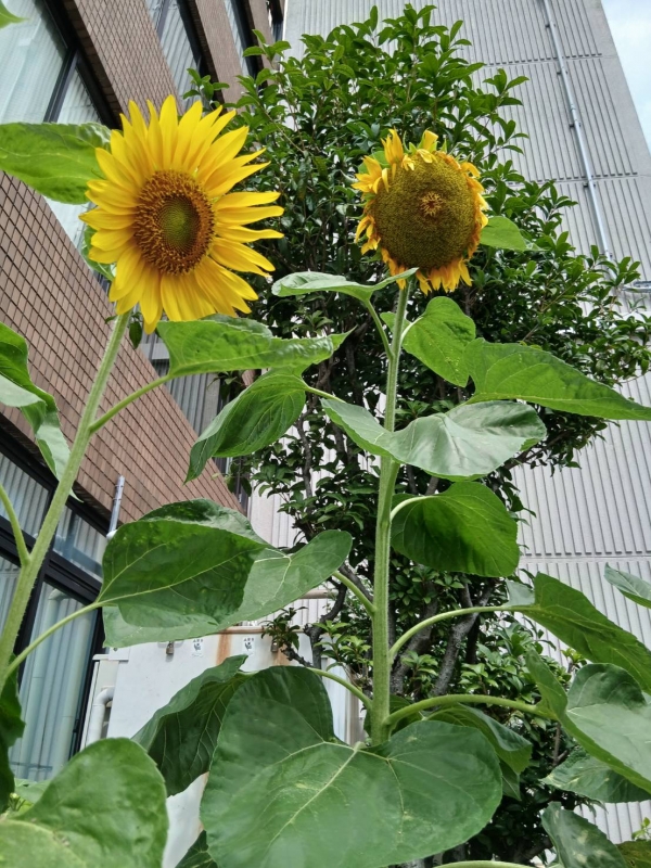 TOUYA(ﾄｳﾔ) 向日葵🌻が好き