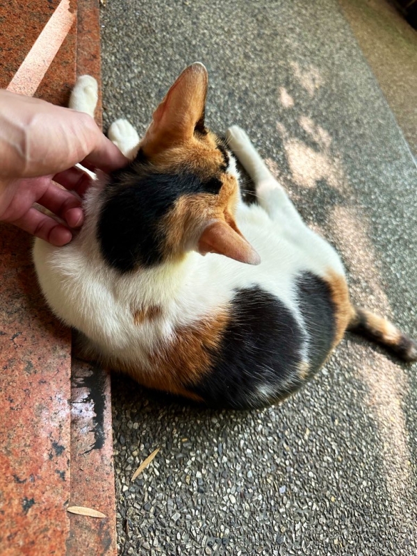 KIRITO(ｷﾘﾄ) 懐いた