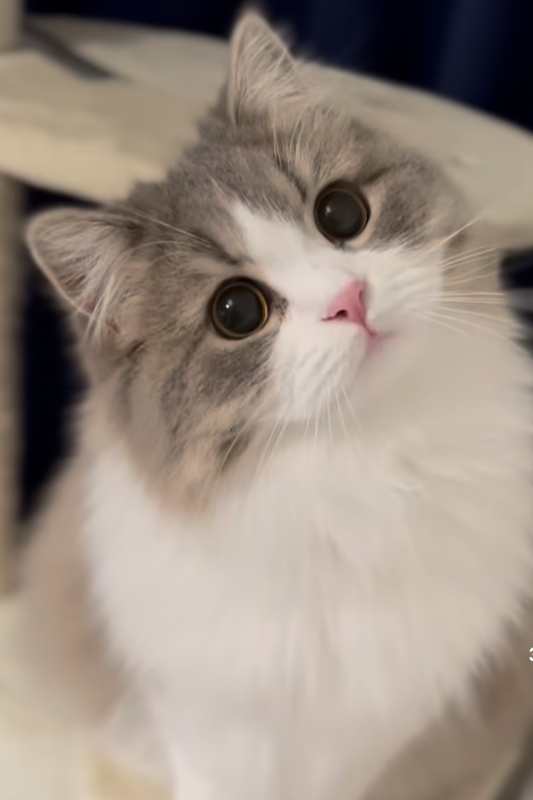 KENTO (ｹﾝﾄ) 😼