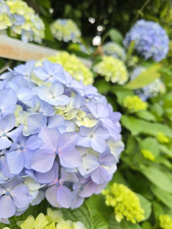 TOBARI(ﾄﾊﾞﾘ) 紫陽花