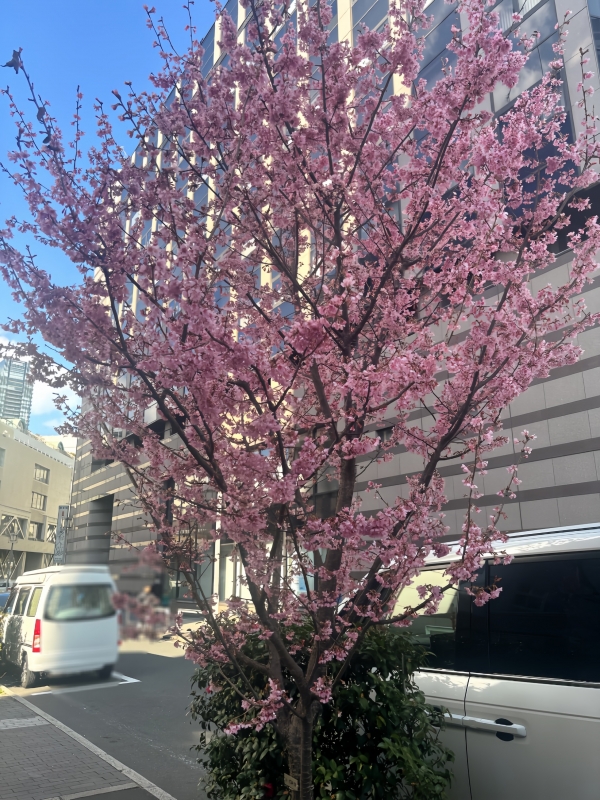 YON(ﾖﾝ) 春の訪れ🌸