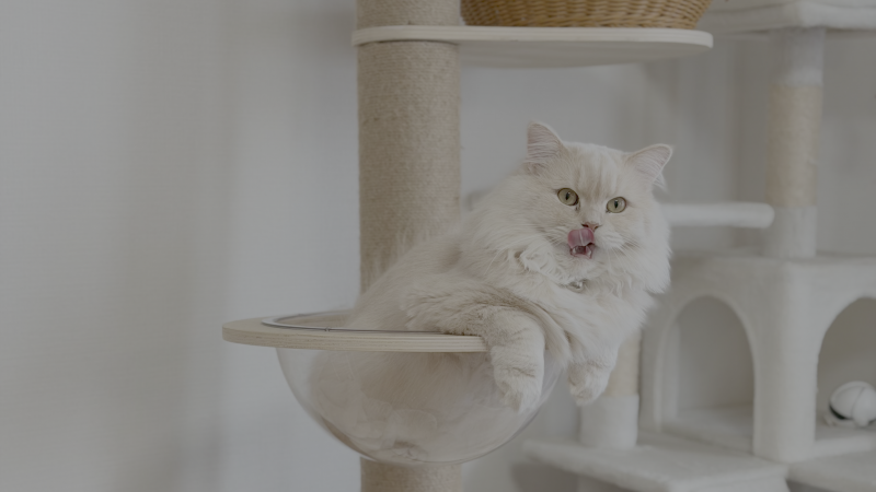 BOSS(ﾎﾞｽ) (^ට ‧̫ ට^)੭