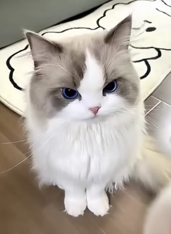 KENTO (ｹﾝﾄ) ✨