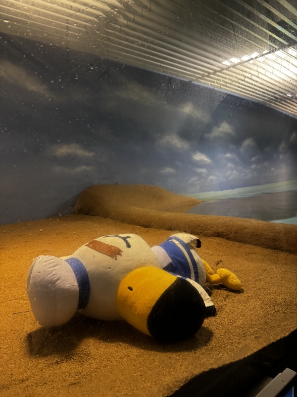 RATE(ラテ) おやすみなさい🌙*゚