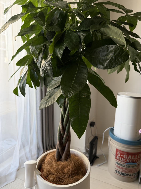 ARASHI(ｱﾗｼ) 【日課】