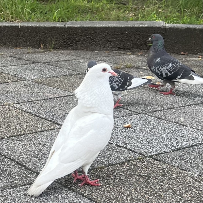 REO (ﾚｵ) 🕊️