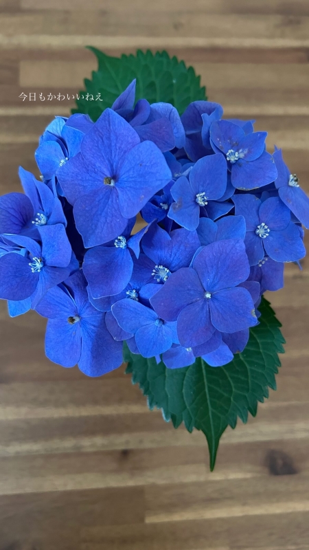 HIRO(ヒロ) 諸行無常、盛者必衰、紫陽花