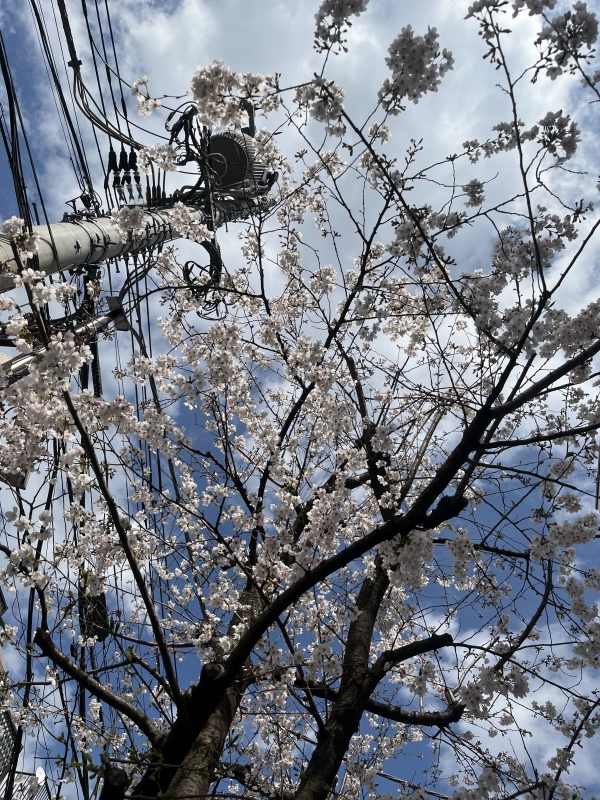 TAMA(ﾀﾏ) お話聞かせて☺️🌸