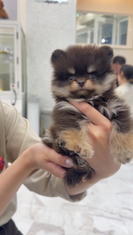 MINATO(ﾐﾅﾄ) 🐶