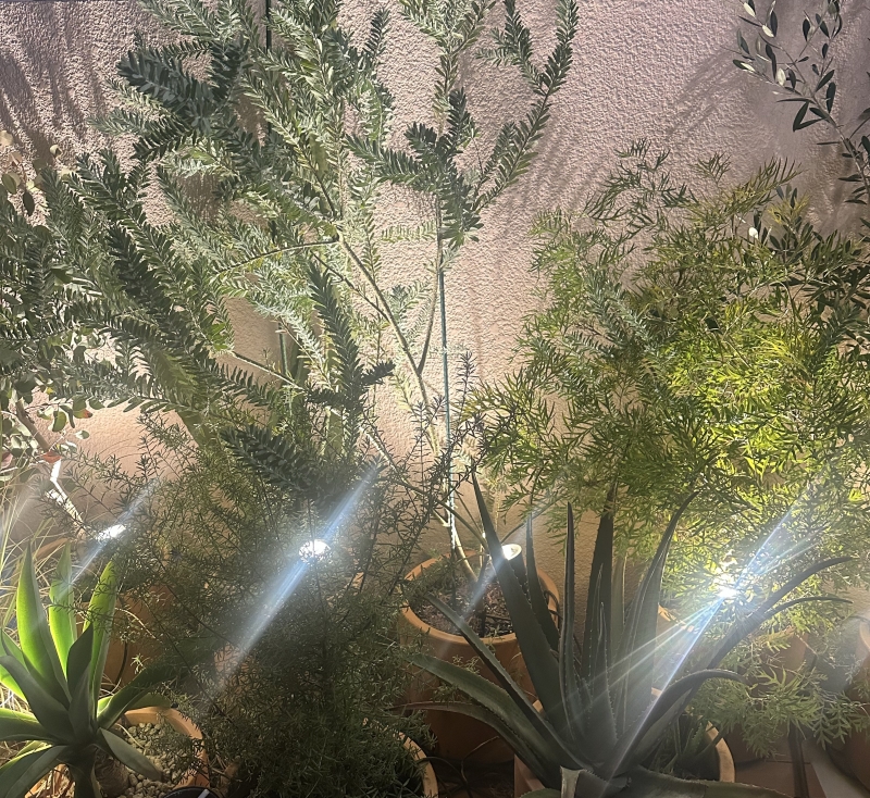 SATUKI（サツキ） 1/27 ご案内