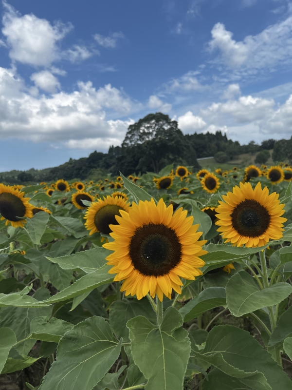 KOUKI(コウキ) Summer🌻