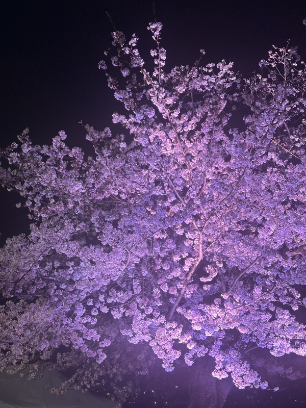 RURITO(ﾙﾘﾄ) 桜ツイキャス