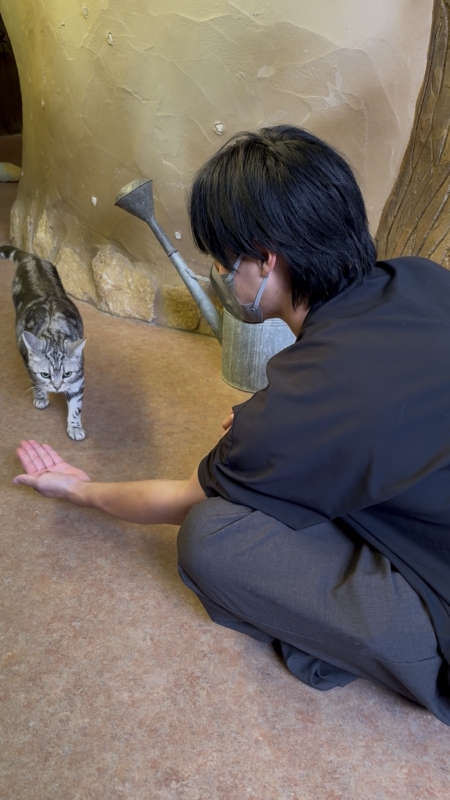 MASH(マッシュ) 猫と仲良くなる方法知りたい