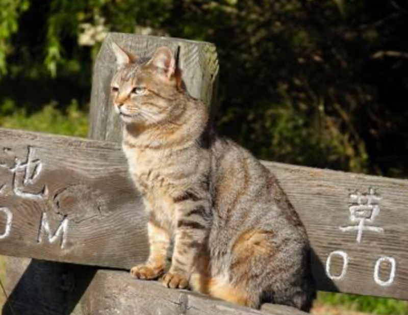 KANKI(ｶﾝｷ) 発見