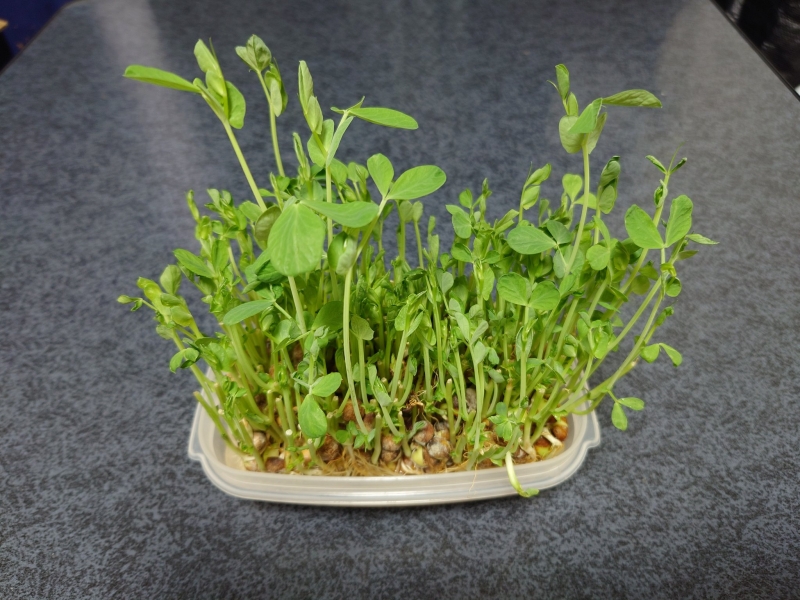 RIMURU(ﾘﾑﾙ) 豆苗…