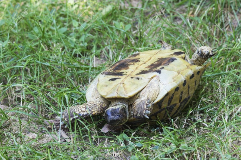 MIKITO(ミキト) 亀が好きで昔飼っていました