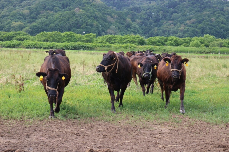 AISA(ｱｲｻ) おびら和牛🐮