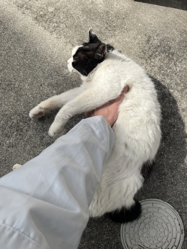 SHINNOSUKE(ｼﾝﾉｽｹ) 猫悶絶