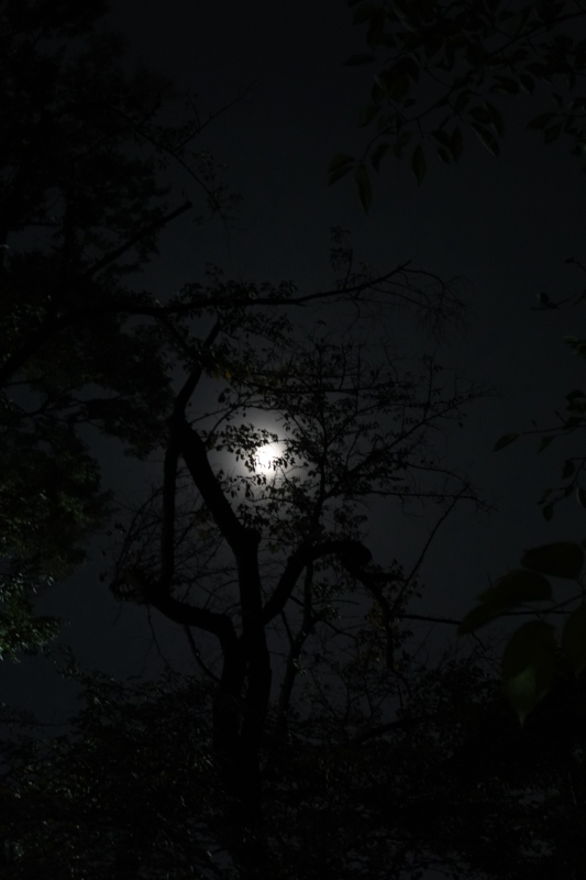 MASH(ﾏｯｼｭ) 日常。