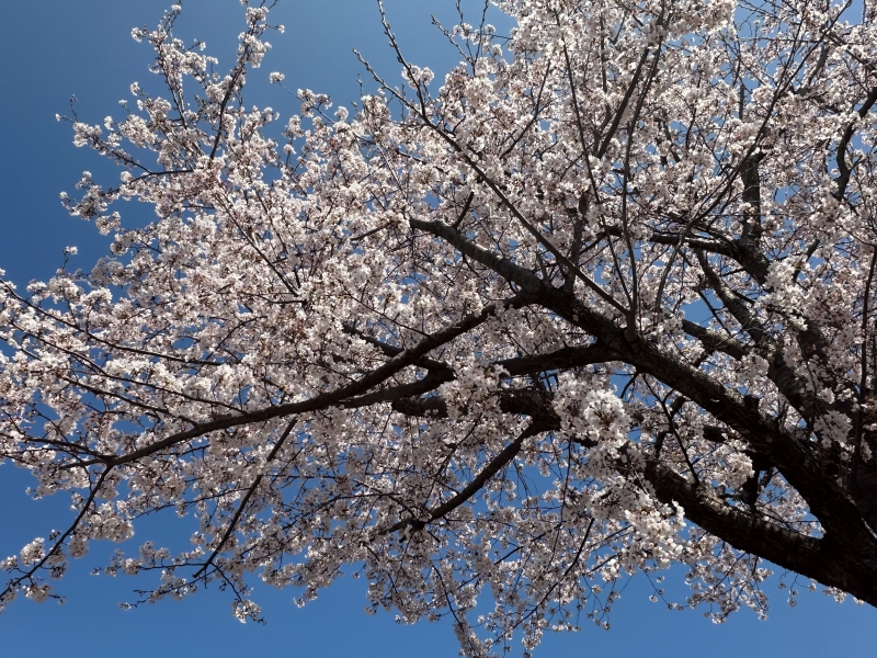 RURITO(ルリト) 桜