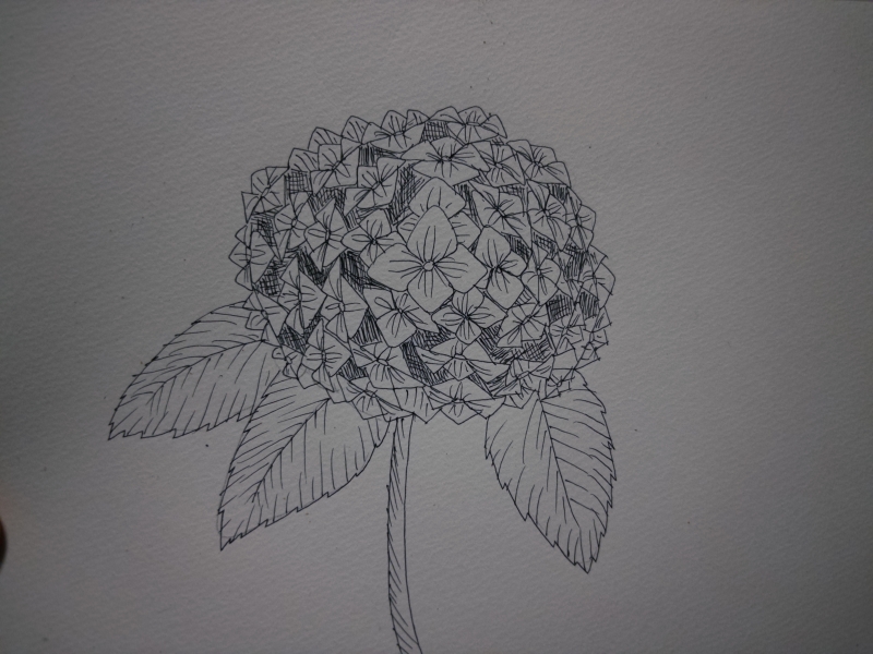 YAK(ﾔｸ) 紫陽花