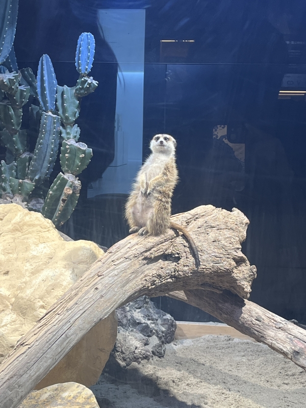SAITO(ｻｲﾄ) もとまち水族館〜in広島〜