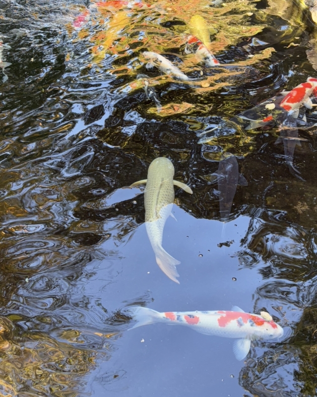 MASH(マッシュ) 風情があるなぁ