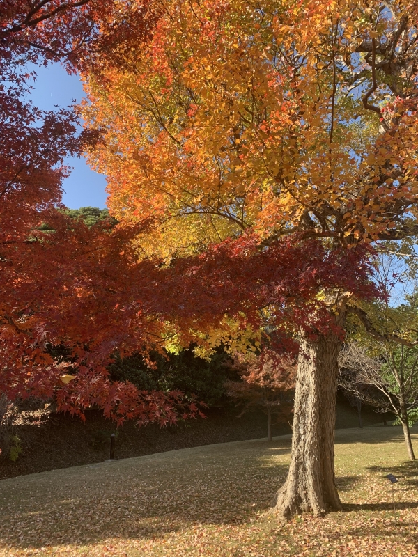 KIMICHIKA(ｷﾐﾁｶ) iPhoneXR使ってます