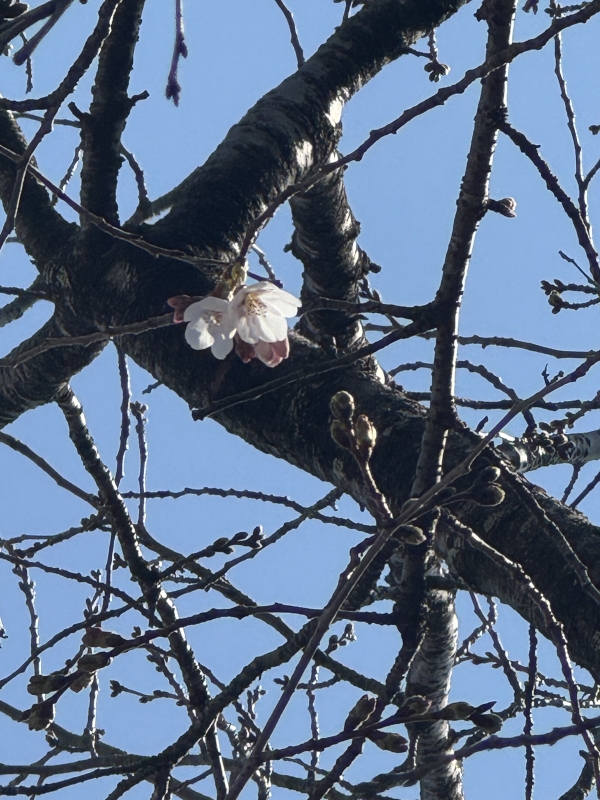 SHIZUKU(ｼｽﾞｸ) 4月の終わりに