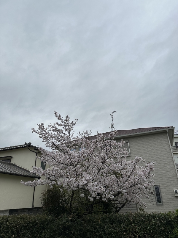 DAICHI(ﾀﾞｲﾁ) 3月ありがとうございました🙇‍♂️今年度もよろしくお願いします