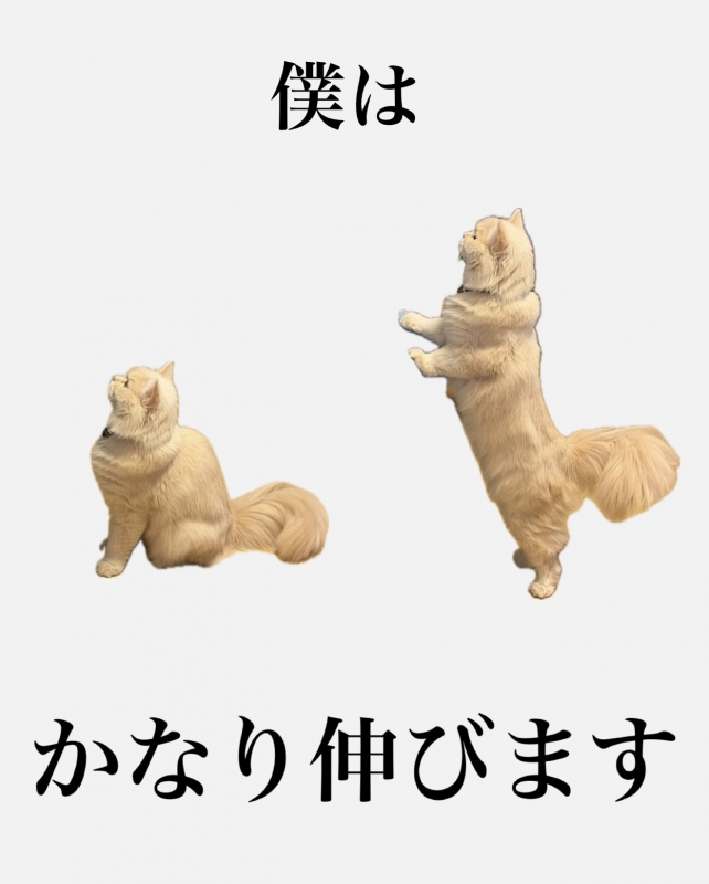 BOSS(ﾎﾞｽ) (^ට ‧̫ ට^)੭