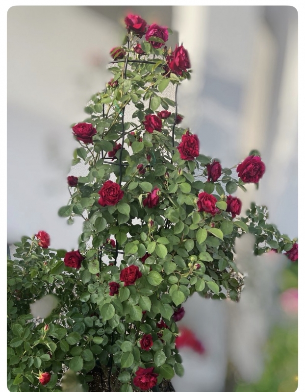 ROSÈ(ﾛｾﾞ) マイポリシー