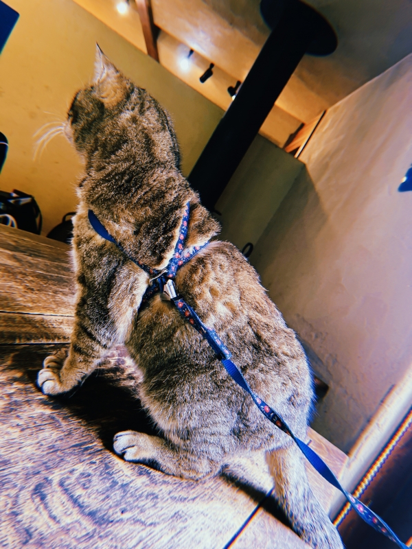 MOCHI（ﾓﾁ） 猫みたいな存在。