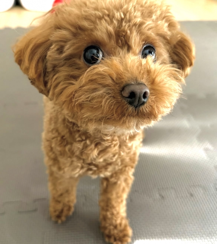 KENTO (ｹﾝﾄ) 🐶